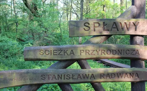 Drewniany drogowskaz "Ścieżka przyrodnicza Spławy" w lesie.