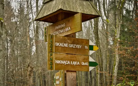 Drewniany drogowskaz w lesie wskazuje trasę do Skalnych Grzybów. Wskazówki prowadzą też na parking i do Niknącej Łąki.