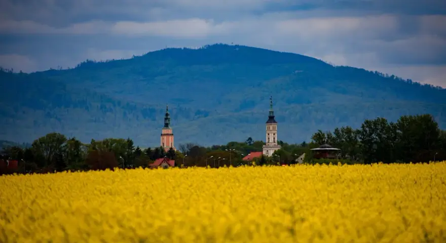 Kwiaty rzepaku w Prudniku, na tle gór i dwóch wież kościelnych. Atrakcje Prudnika w wiosennej odsłonie.
