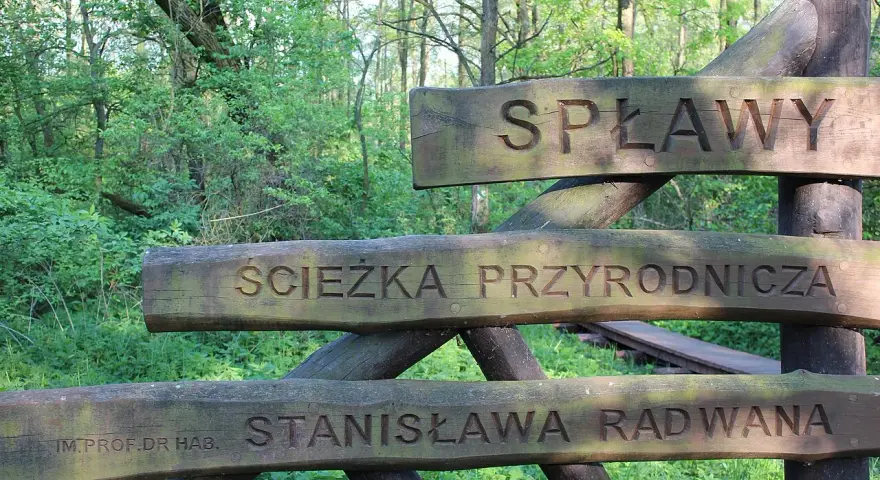 Drewniany drogowskaz "Ścieżka przyrodnicza Spławy" w lesie.