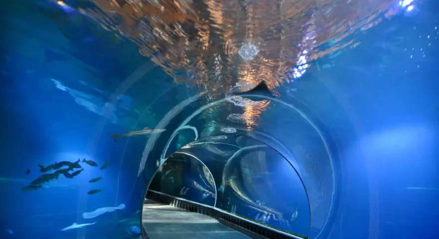 Podwodny tunel w zoo we Wrocławiu, gdzie można podziwiać ryby i rekiny. Zwiedzanie zoo we Wrocławiu to wspaniała przygoda.