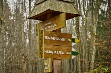 Drewniany drogowskaz w lesie wskazuje trasę do Skalnych Grzybów. Wskazówki prowadzą też na parking i do Niknącej Łąki.